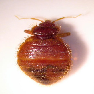 Cimex adjunctus(furniture bedbug)